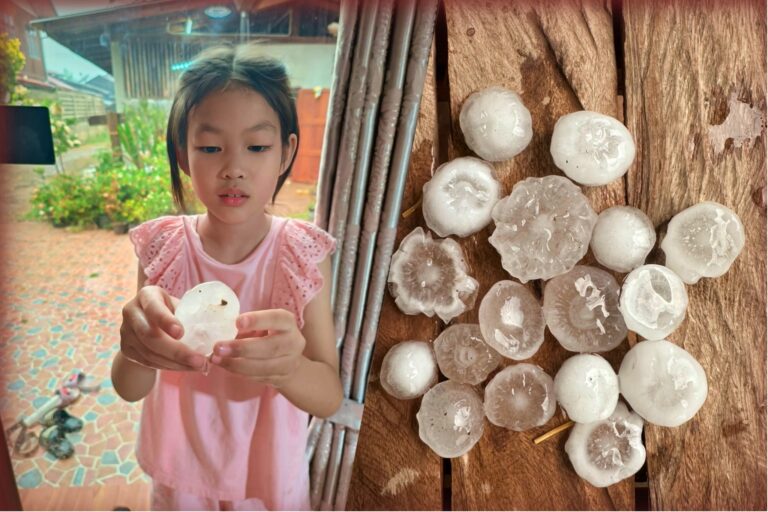 ลูกเห็บ